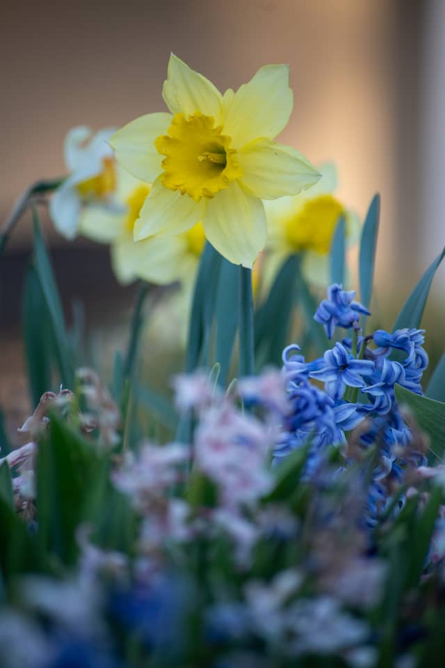 Downtown Doylestown Spring Blooms - Image 1
