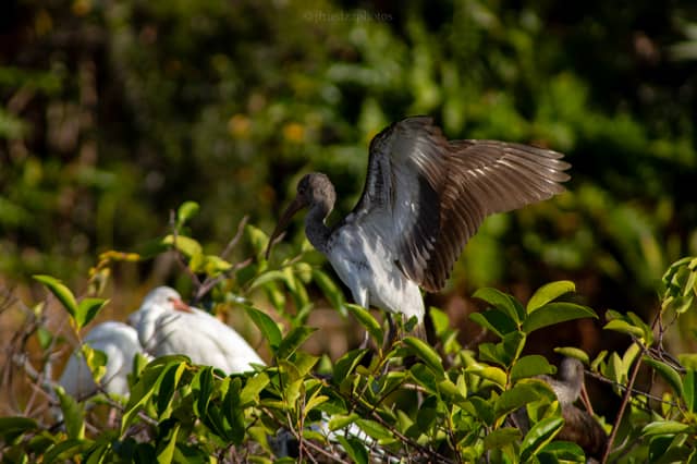 Okeeheelee Park Birding Area - Image 1