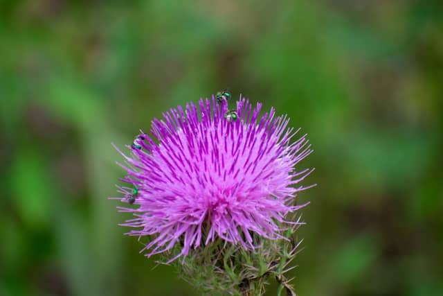 Crystal River Wildflower Field - Image 1