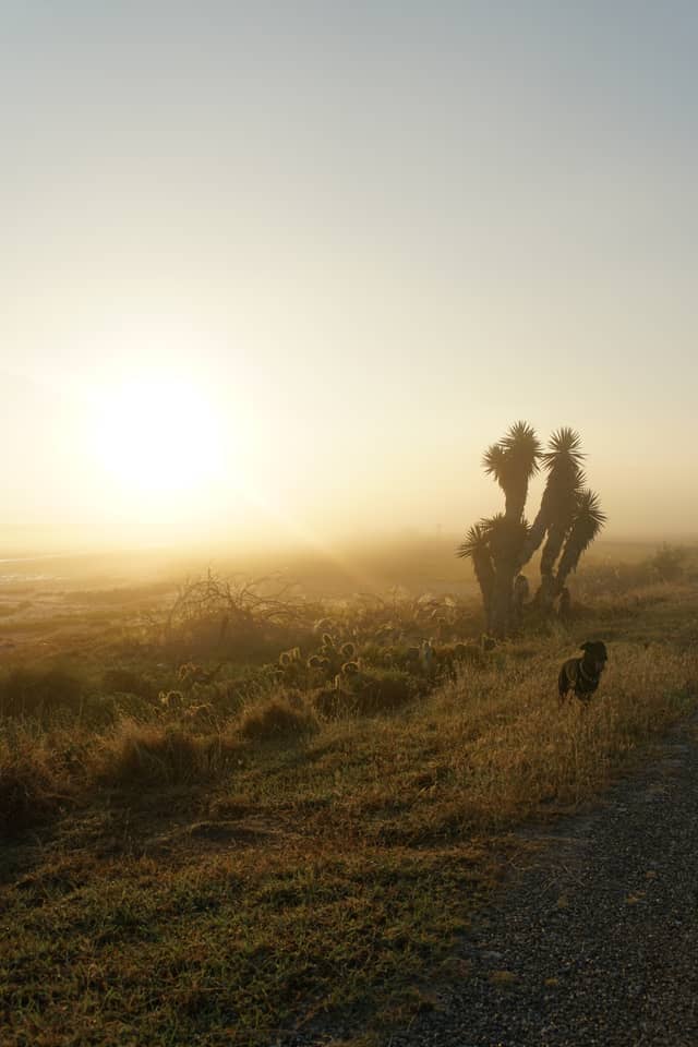 Los Fresnos Coastal Prairie - Image 1