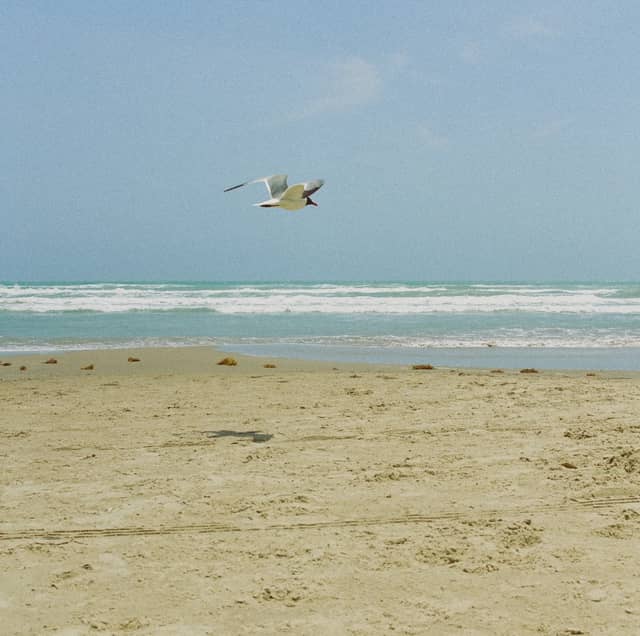 South Padre Island Beach - Image 1
