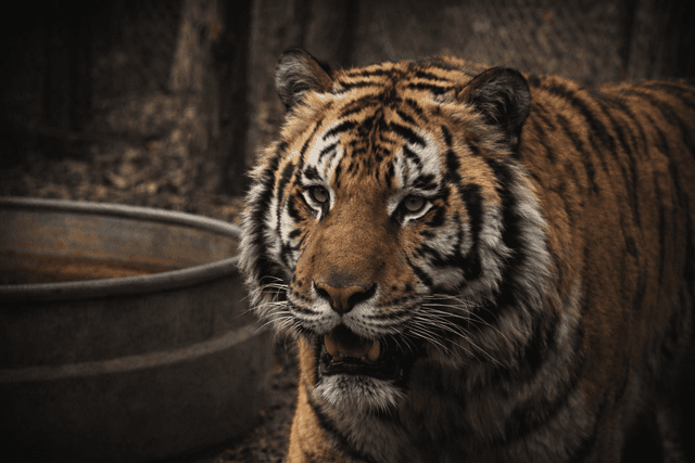 Big Cat Sanctuary - Image 1