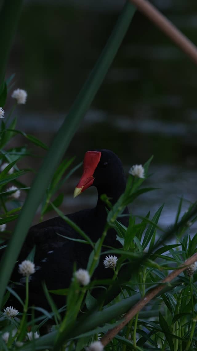 Clam Bayou Nature Park - Image 1