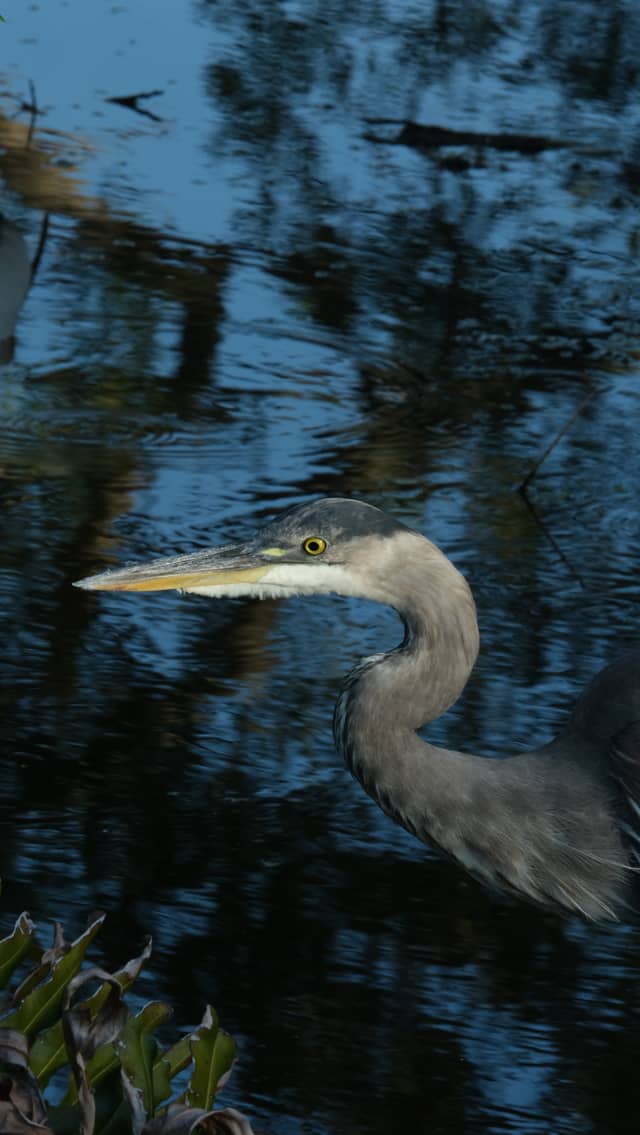 Clam Bayou Nature Park - Image 1