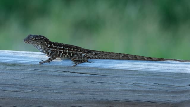 Clam Bayou Nature Park - Image 1