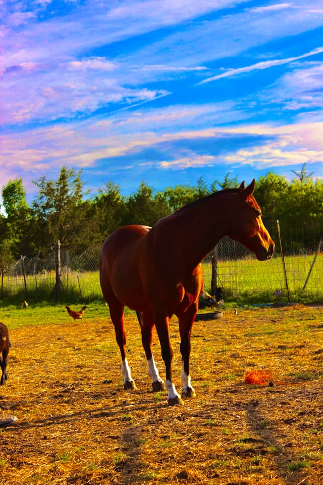 Quinlan Horse Pasture - Image 1