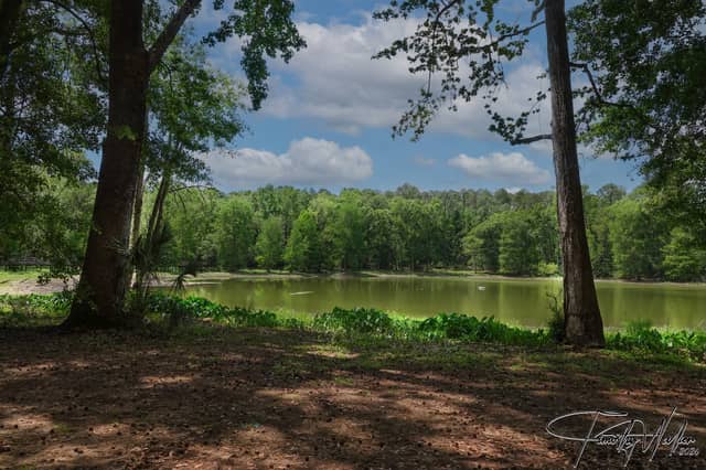 Tallahassee Woodland Pond - Image 1