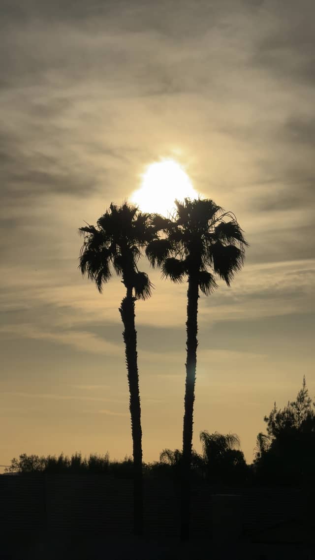 San Jacinto Palm Silhouette - Image 1