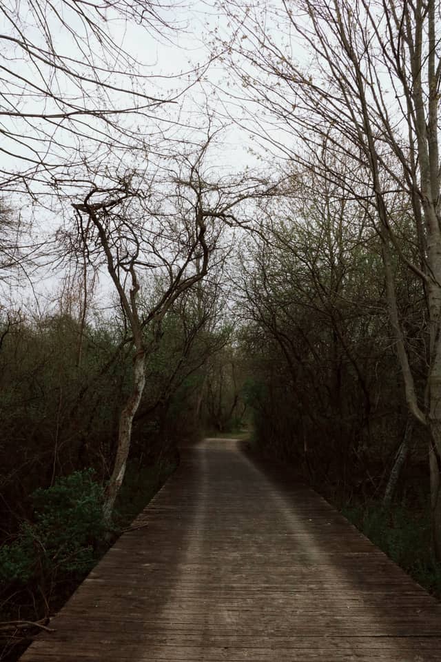Pointe Mouillee State Game Area Boardwalk - Image 1