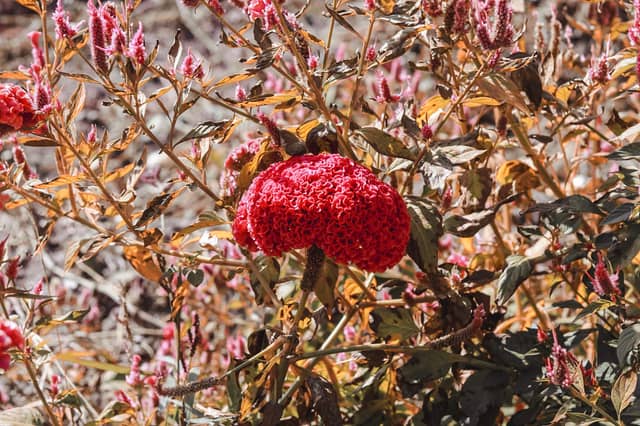 Fairwood Garden Blooms - Image 1