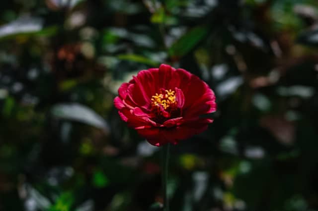 Fairwood Garden Blooms - Image 1