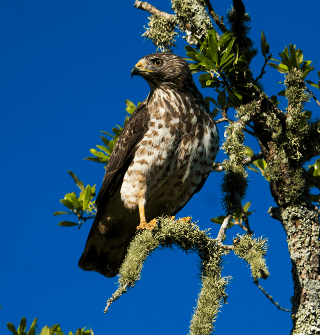Waveland Live Oaks - Image 1