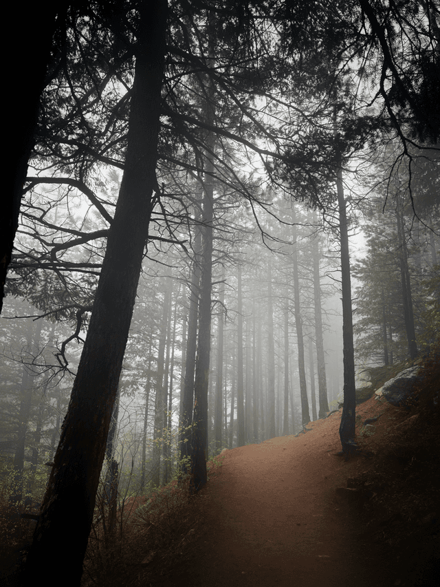 Misty Pine Forest Trail - Image 1