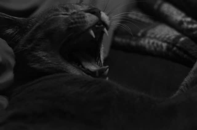 Spring Lake Pet Portrait - Image 1