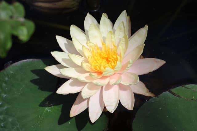 Phipps Conservatory and Botanical Gardens - Image 1
