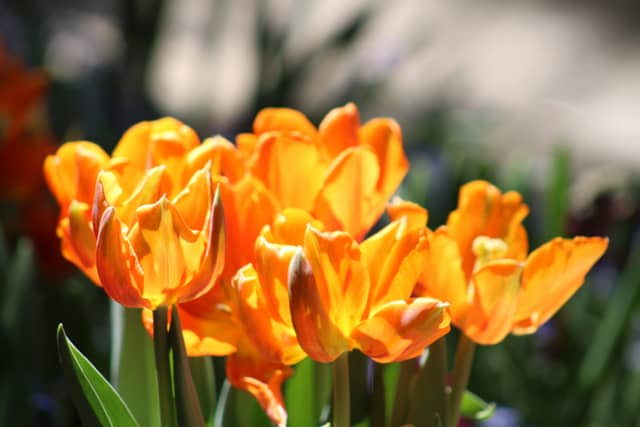 Phipps Conservatory and Botanical Gardens - Image 1
