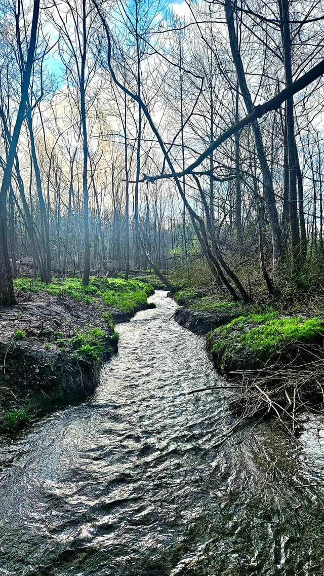 Happy Valley Woodland Stream - Image 1