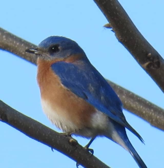 Catawba River Basin Birding - Image 1