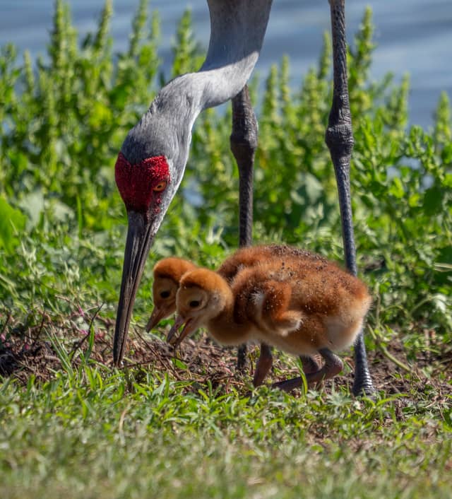 Sweetwater Wetlands Park - Image 1