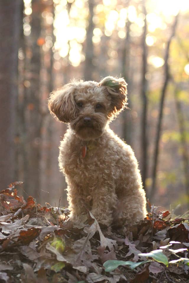 Ozark National Scenic Riverways Forest - Image 1