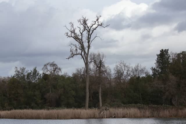 Lodi Lake Park - Image 1