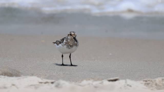 Playalinda Beach - Image 1