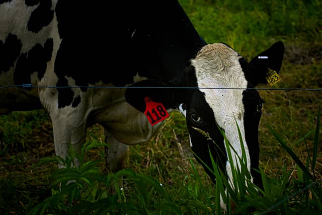 Middlebury Dairy Farm Pastures - Image 1