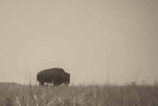 Joseph H. Williams Tallgrass Prairie Preserve - Image 1