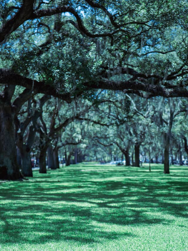 Washington Square Live Oaks - Image 1