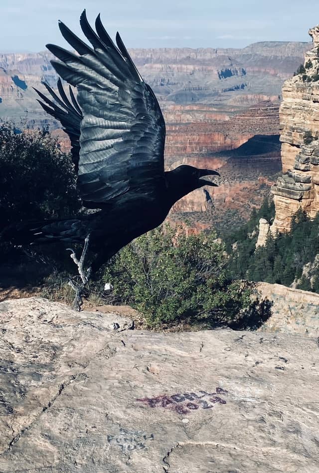 Grand Canyon South Rim Overlook - Image 1