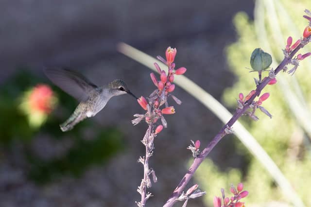 Indio Desert Garden - Image 1
