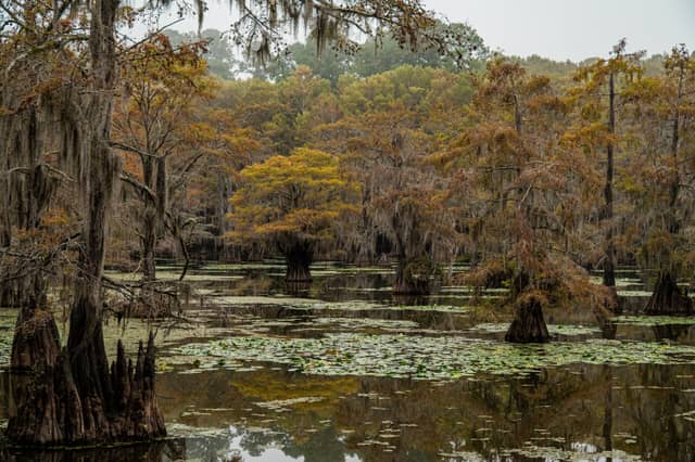 Caddo Lake State Park - Image 1