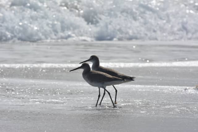 Jensen Beach Shoreline - Image 1