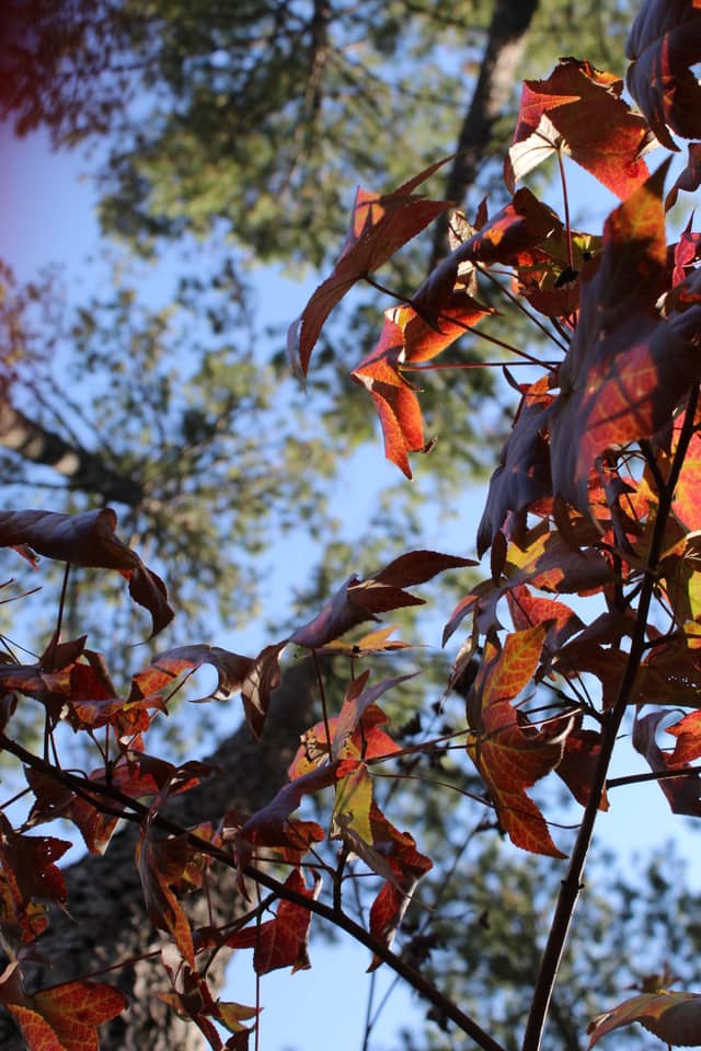 Erwin Autumn Canopy - Image 1