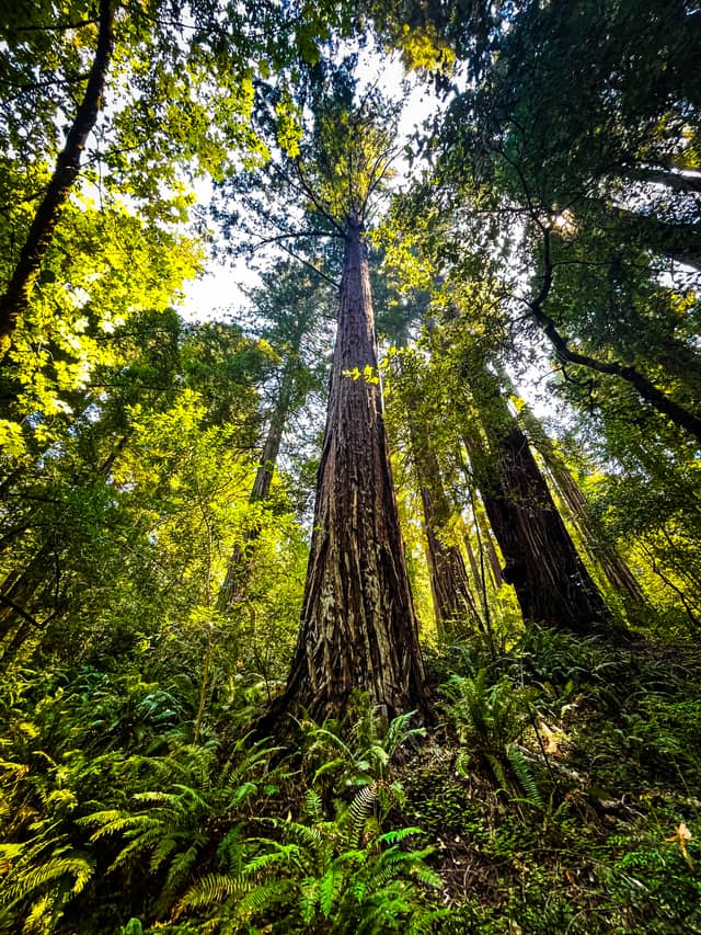 Richardson Grove State Park - Image 1