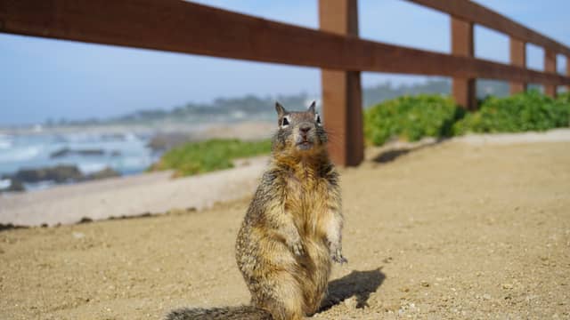 17-Mile Drive Coastal Path - Image 1