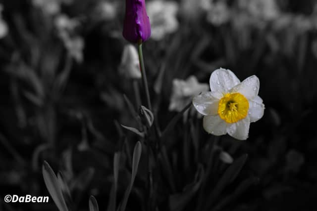 Provo Residential Spring Garden - Image 1