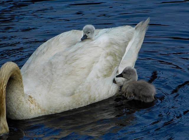 Taunton River Wetlands - Image 1
