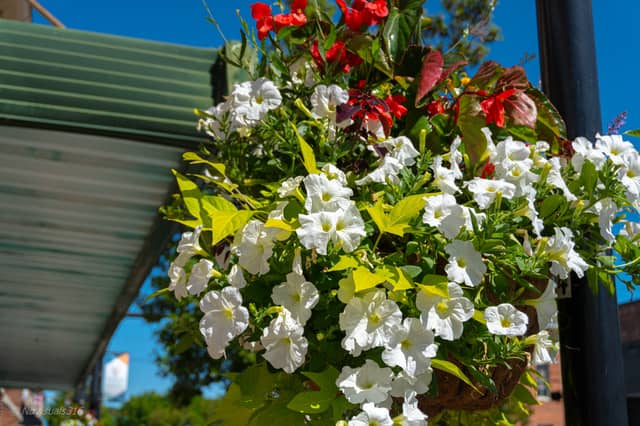 Downtown Fountain Inn Floral Displays - Image 1