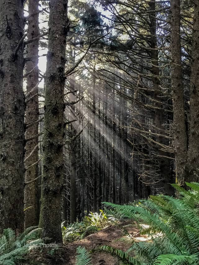 Heceta Head Coastal Forest - Image 1