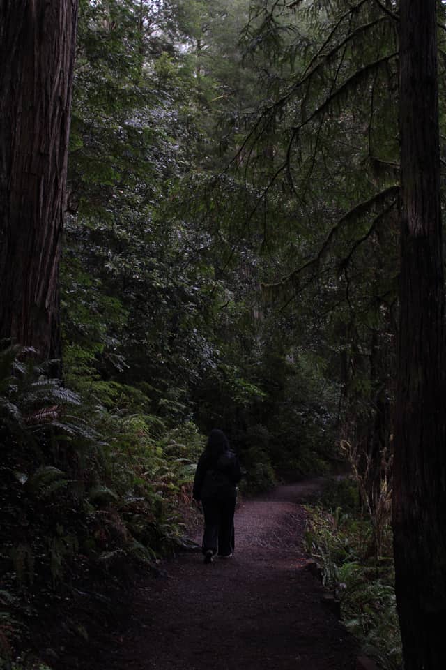 California Botanic Garden Redwood Grove - Image 1