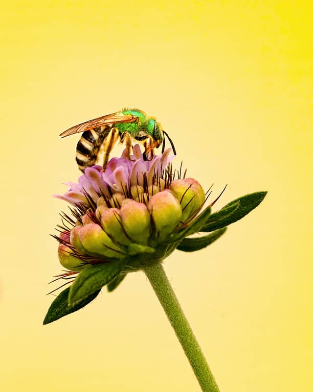 Alton Pollinator Garden - Image 1