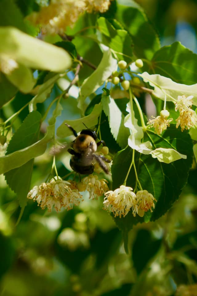 Museum District Gardens - Image 1