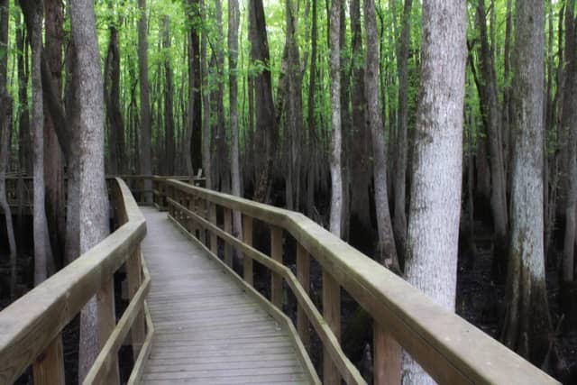 Blackwater River Boardwalk - Image 1