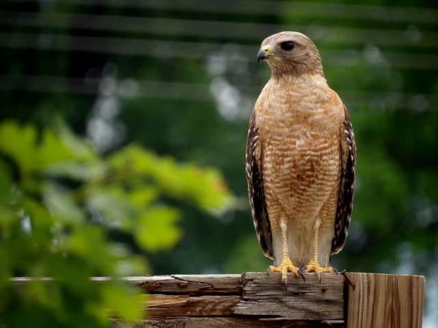 Wedington Drive Raptor Perch - Image 1