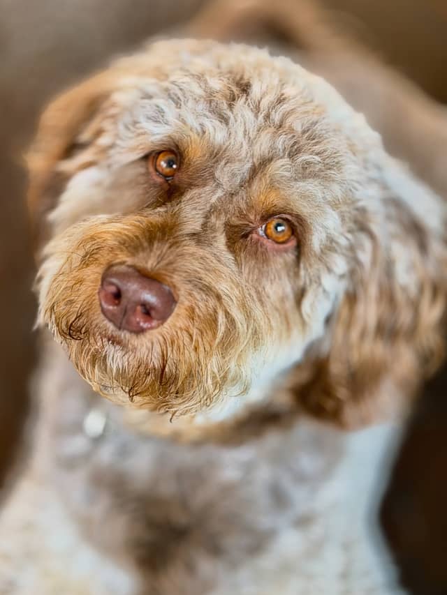 Rio Verde Pet Portrait Studio - Image 1