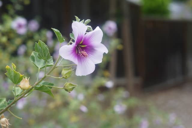 Muirwood Garden Blooms - Image 1