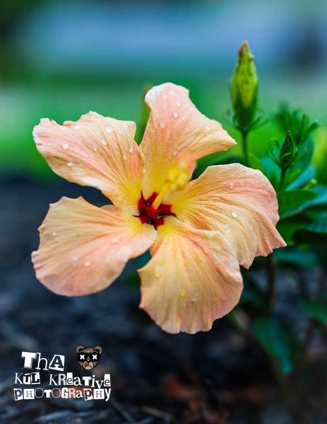 Douglasville Floral Garden - Image 1
