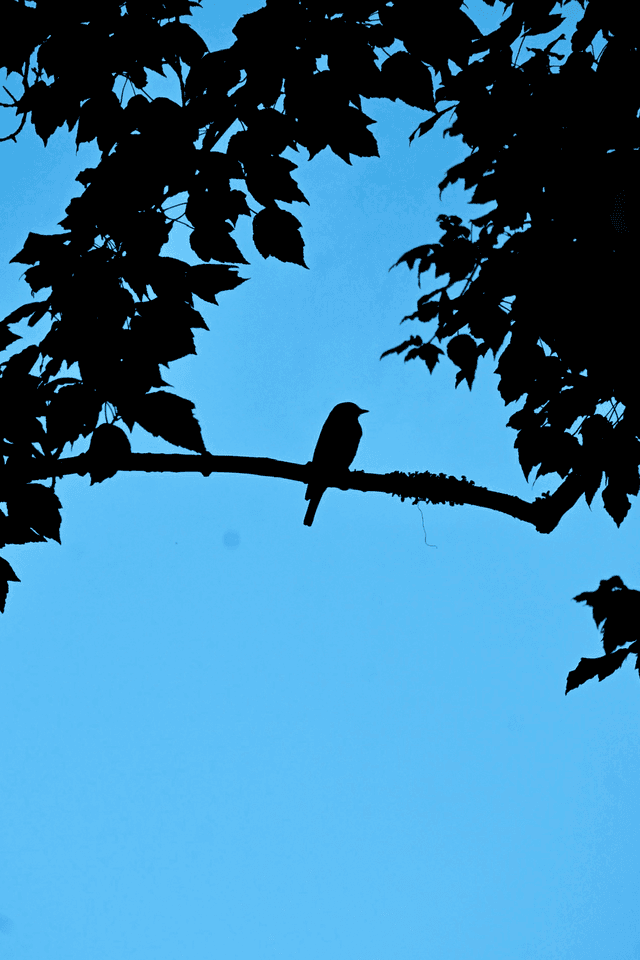 Indian Trail Nature Silhouette - Image 1