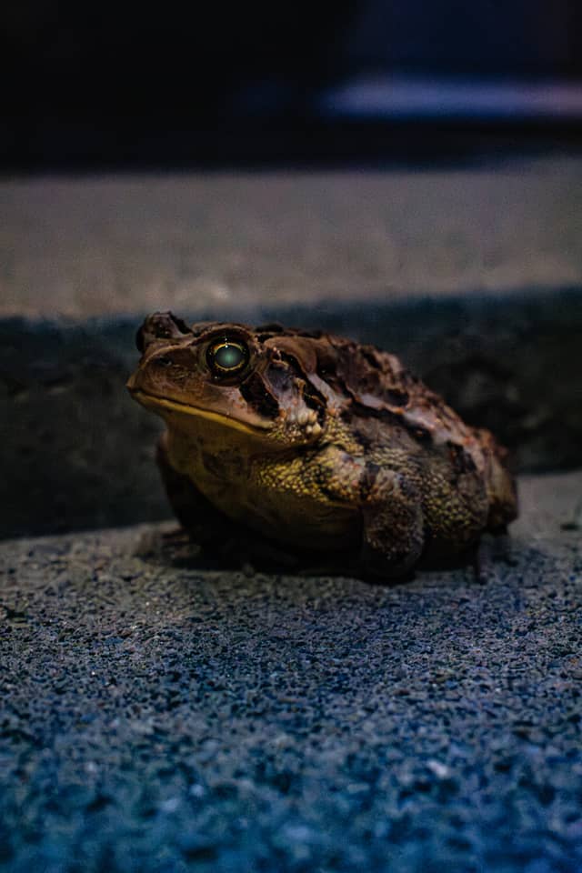 Denville Residential Nature Walk - Image 1